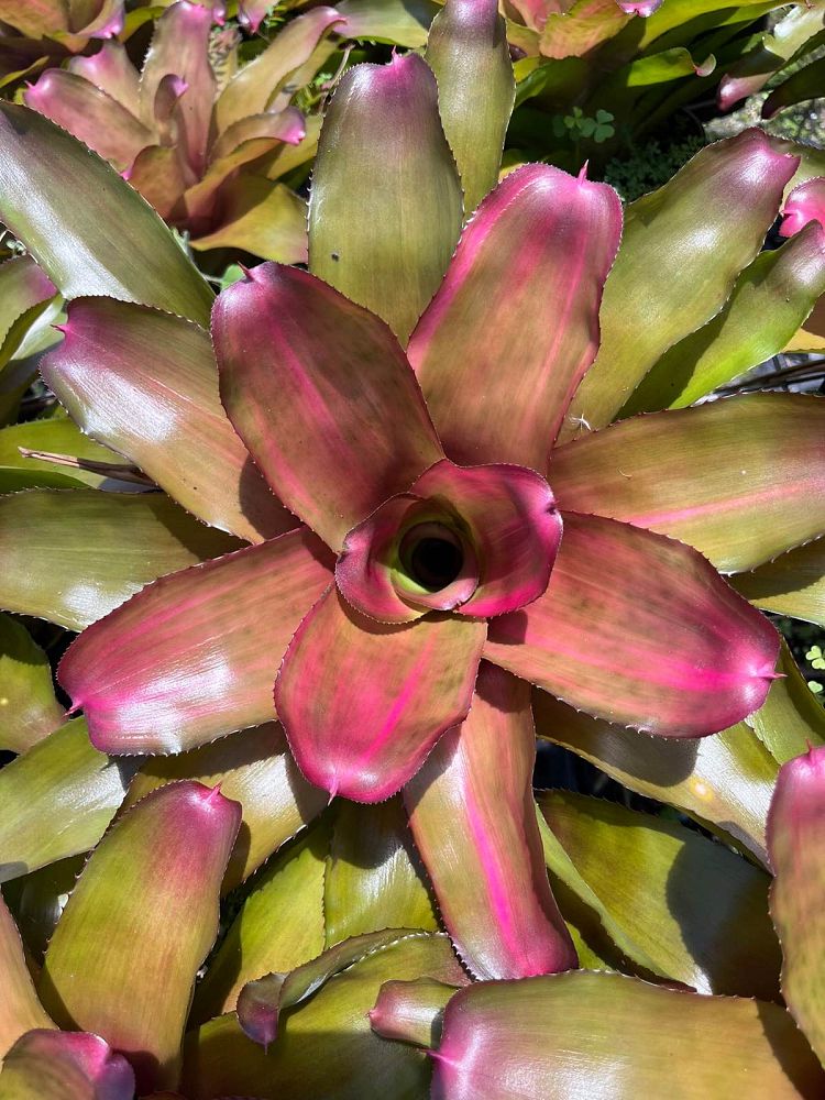 neoregelia-lila-bromeliad