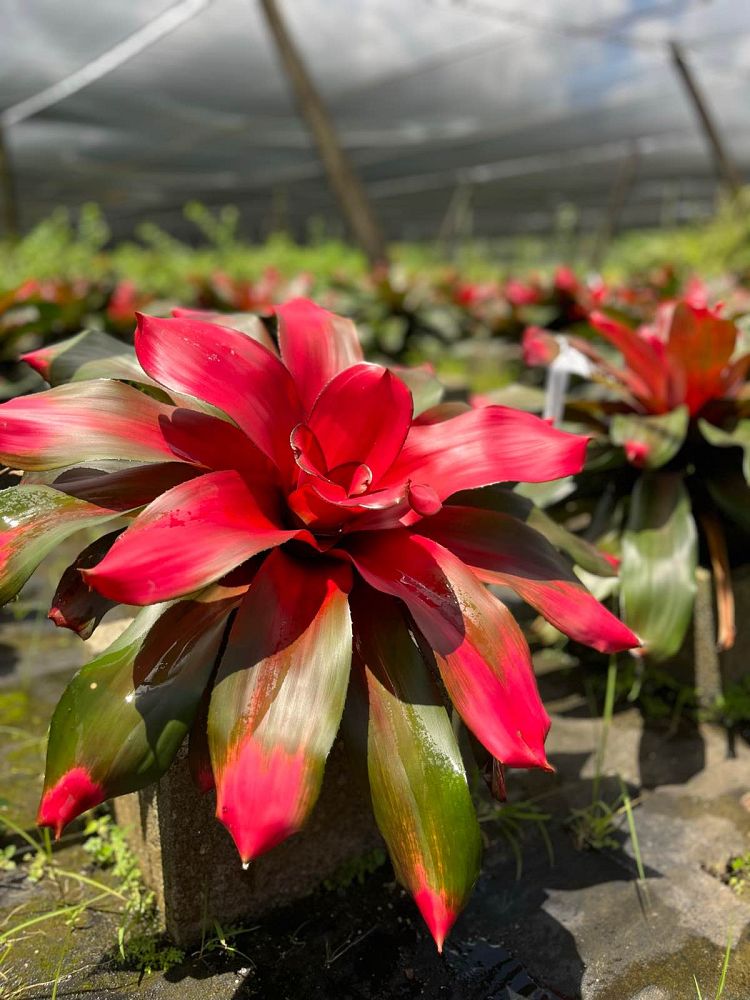 neoregelia-magali-bromeliad