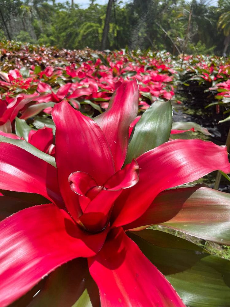 neoregelia-magali-bromeliad