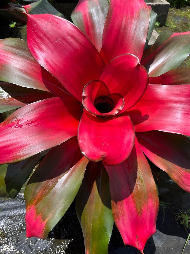 neoregelia-magali-bromeliad