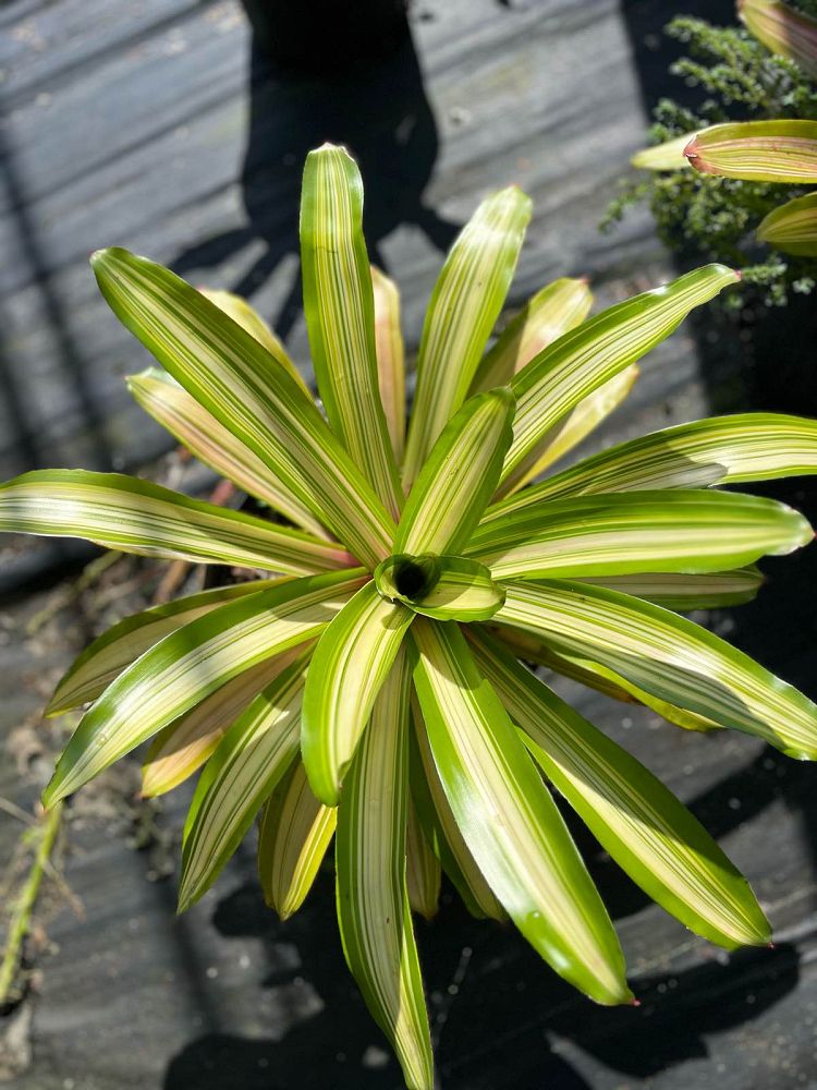 neoregelia-martin-bromeliad