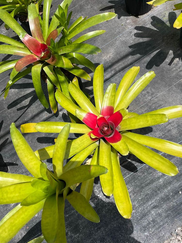 neoregelia-mcwilliamsii-bromeliad