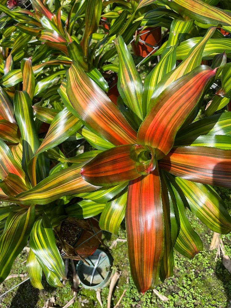 neoregelia-orange-crush-bromeliad