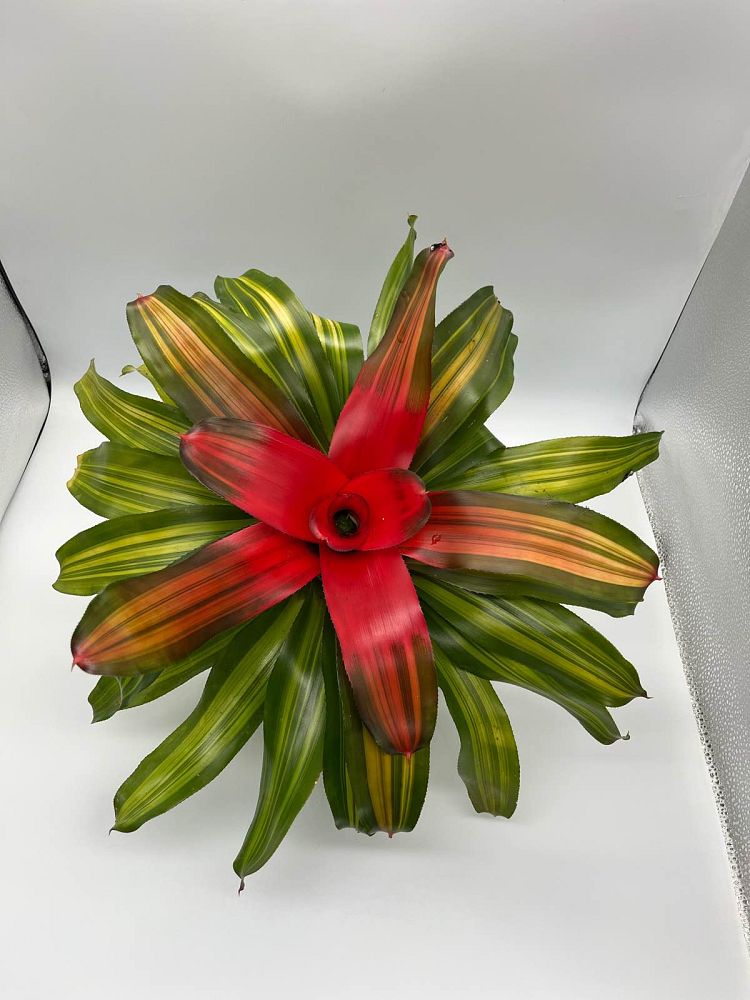 neoregelia-orange-crush-bromeliad