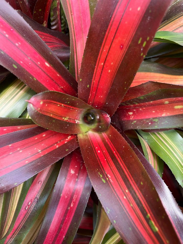 neoregelia-pemiento-bromeliad