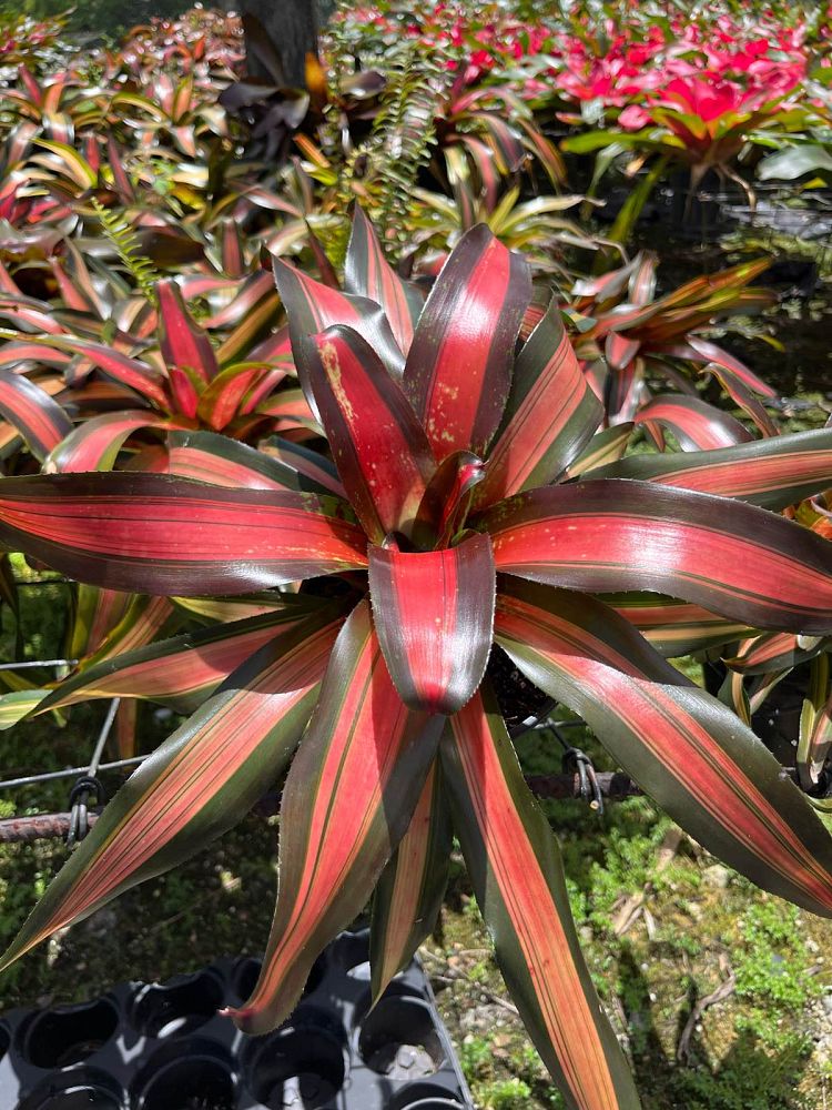 neoregelia-pemiento-bromeliad