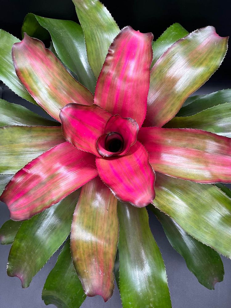 neoregelia-puppy-love-bromeliad