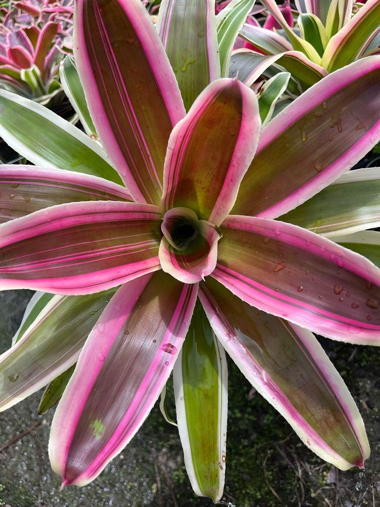 neoregelia-raphael-bromeliad