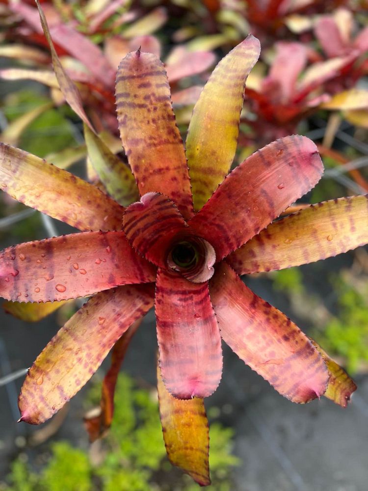 neoregelia-red-tiger-bromeliad