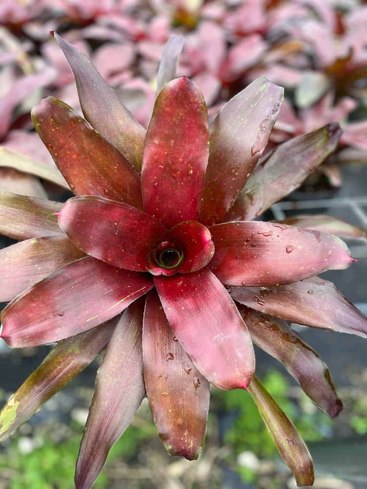 neoregelia-royal-burgundy-bromeliad