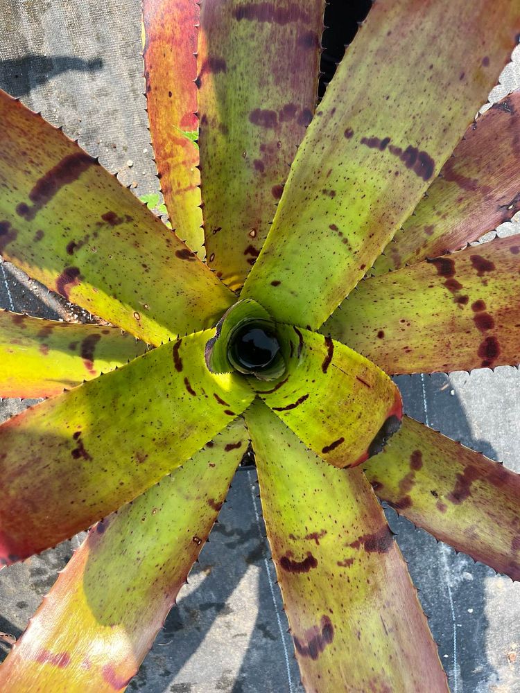 neoregelia-tiger-bromeliad