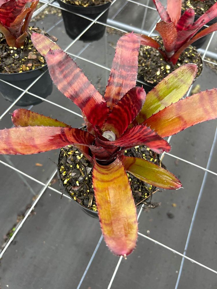 neoregelia-tiger-bromeliad