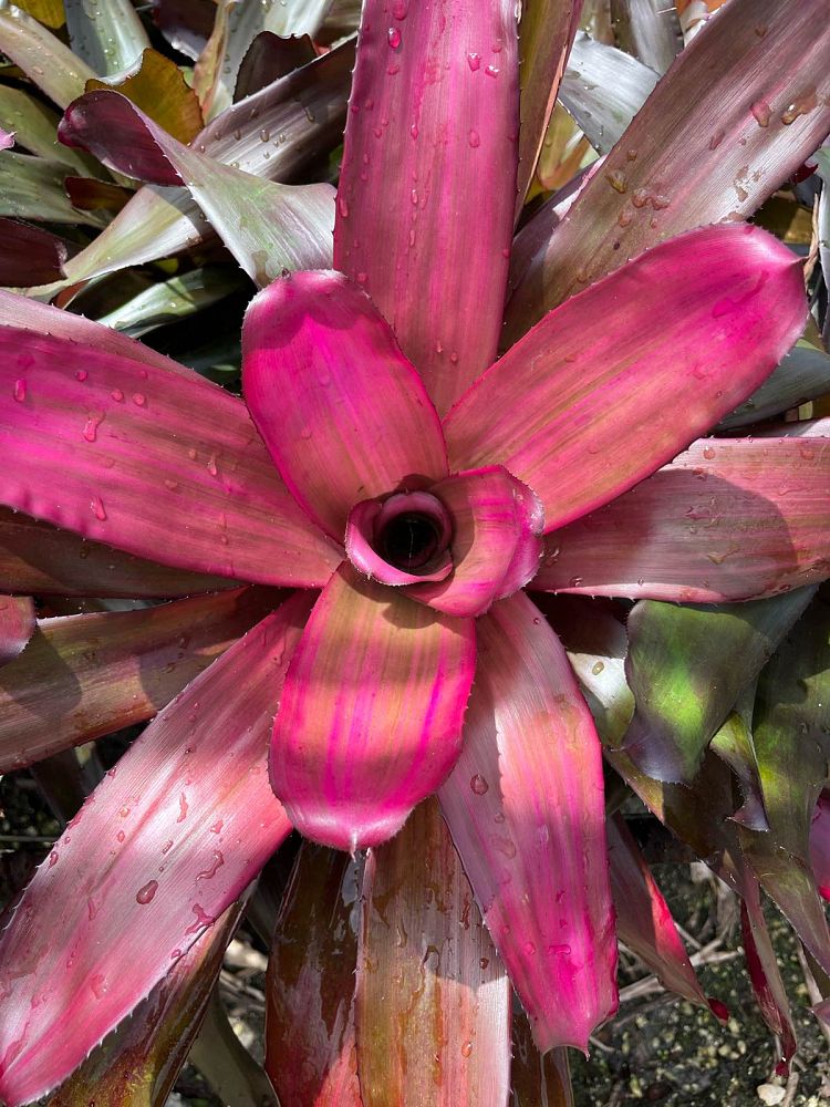 neoregelia-voodoo-doll-bromeliad