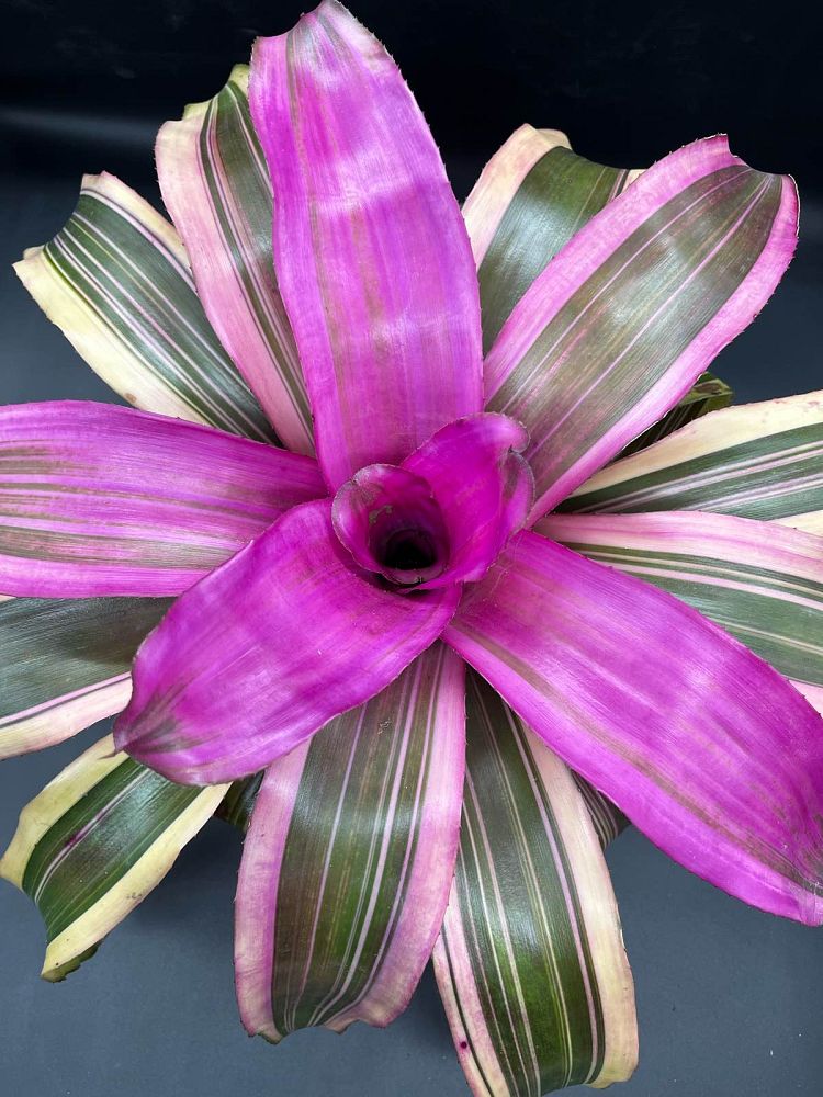 neoregelia-wolf-gang-bromeliad