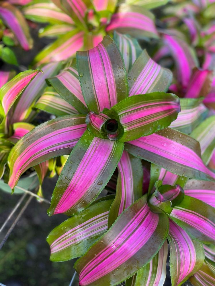 neoregelia-wolf-gang-bromeliad