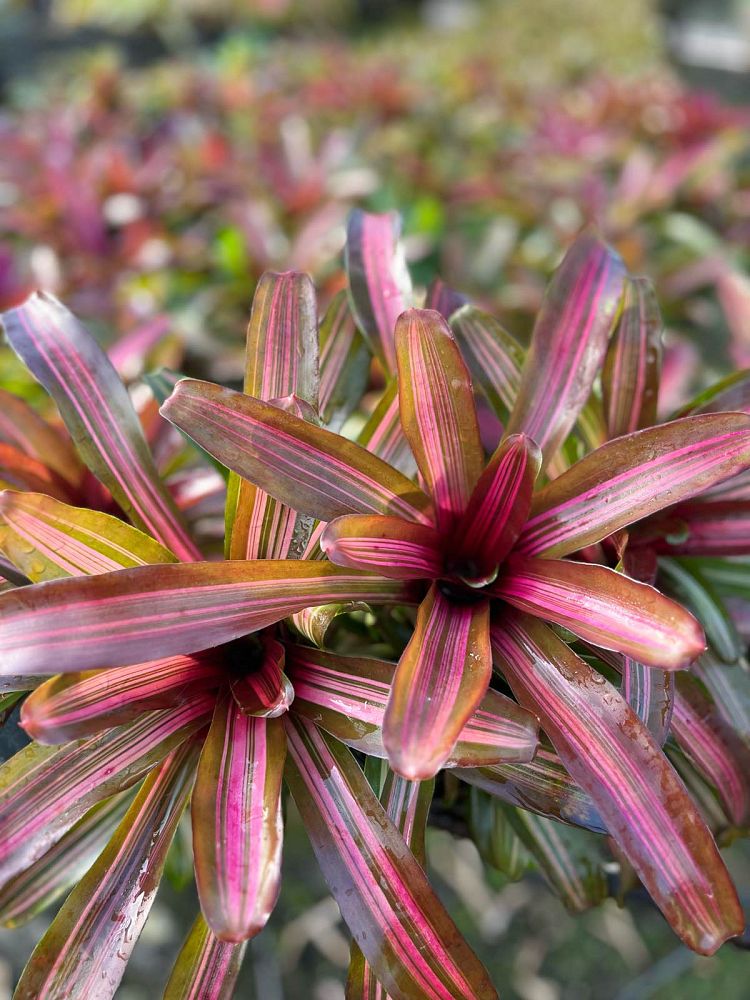 neoregelia-zoe-bromeliad-striped-fireball