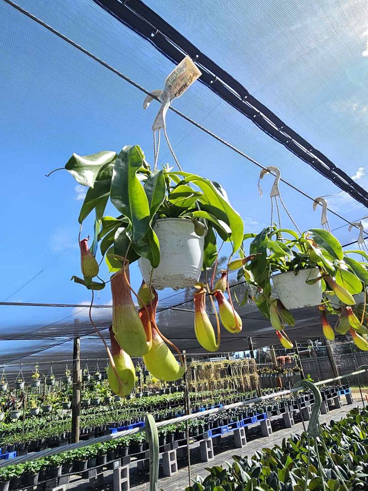 nepenthes-pitcher-plant