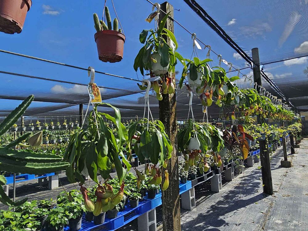 nepenthes-pitcher-plant