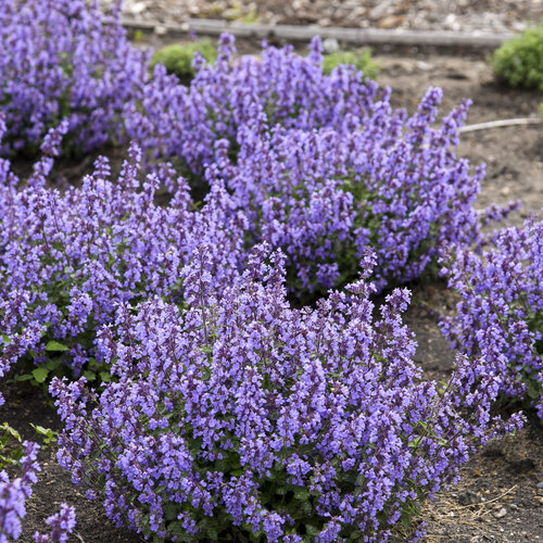 nepeta-cat-s-pajamas-catmint