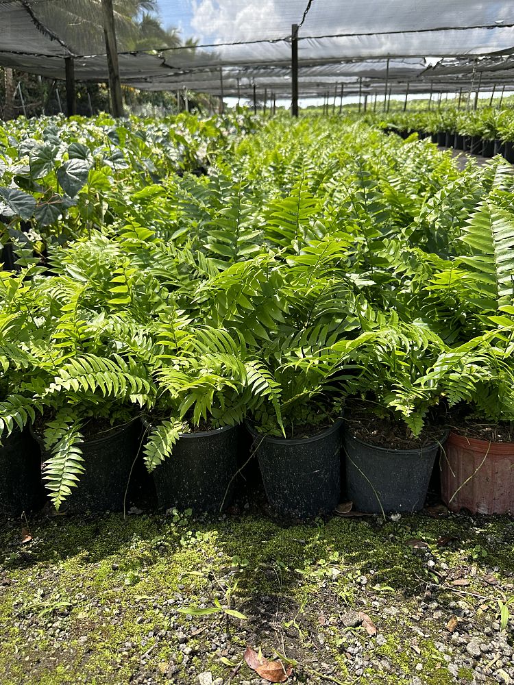 nephrolepis-biserrata-macho-giant-sword-fern-macho-fern