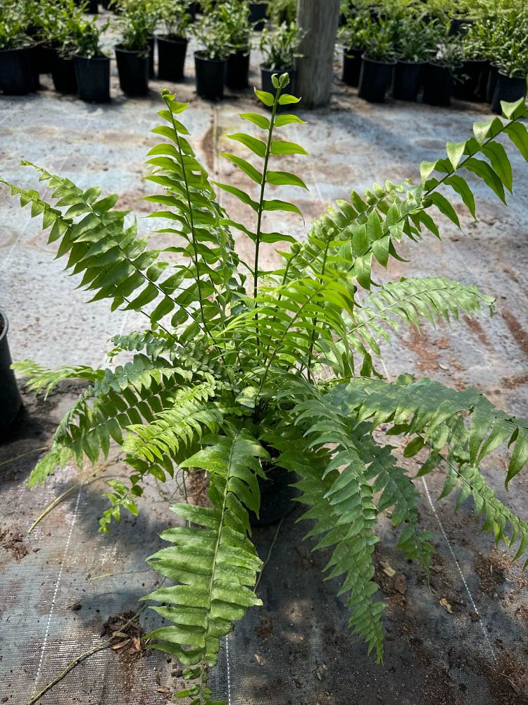 nephrolepis-biserrata-macho-giant-sword-fern-macho-fern