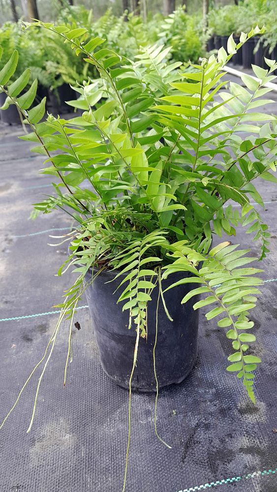 nephrolepis-biserrata-macho-giant-sword-fern-macho-fern