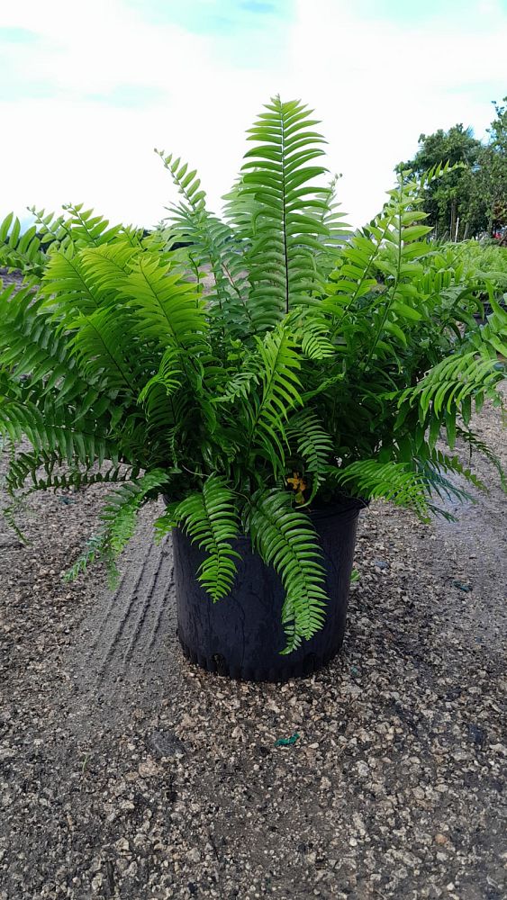 nephrolepis-biserrata-macho-giant-sword-fern-macho-fern