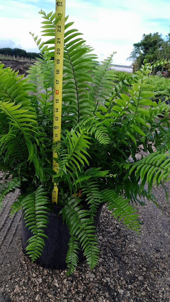 nephrolepis-biserrata-macho-giant-sword-fern-macho-fern