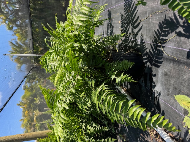 nephrolepis-biserrata-macho-giant-sword-fern-macho-fern