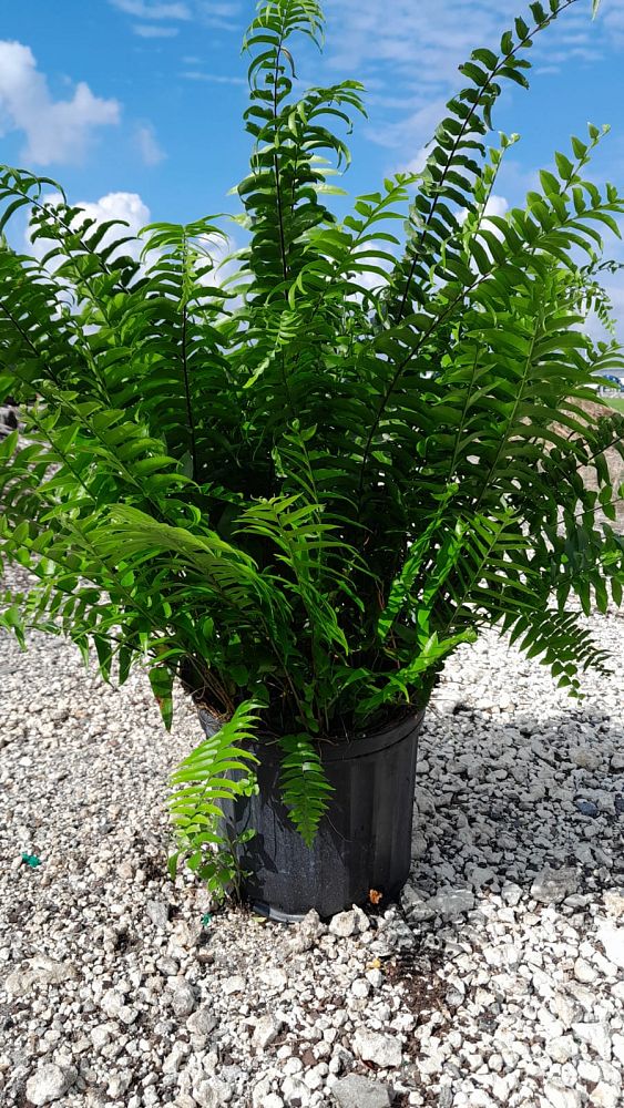 nephrolepis-biserrata-macho-giant-sword-fern-macho-fern