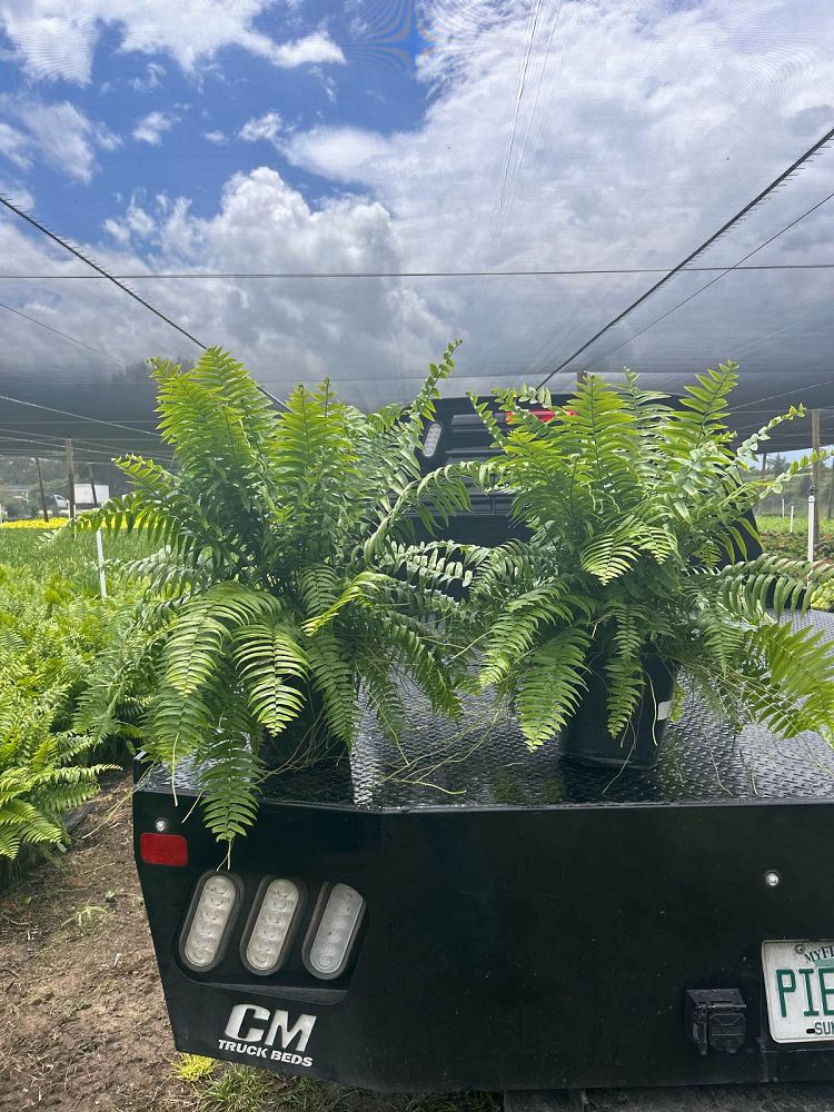 nephrolepis-biserrata-macho-giant-sword-fern-macho-fern