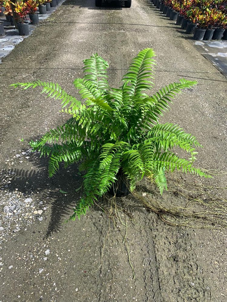 nephrolepis-biserrata-macho-giant-sword-fern-macho-fern