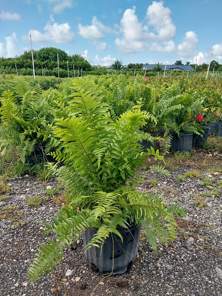 nephrolepis-biserrata-macho-giant-sword-fern-macho-fern