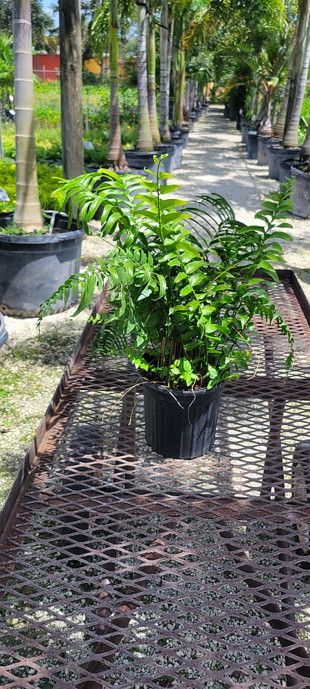 nephrolepis-biserrata-macho-giant-sword-fern-macho-fern