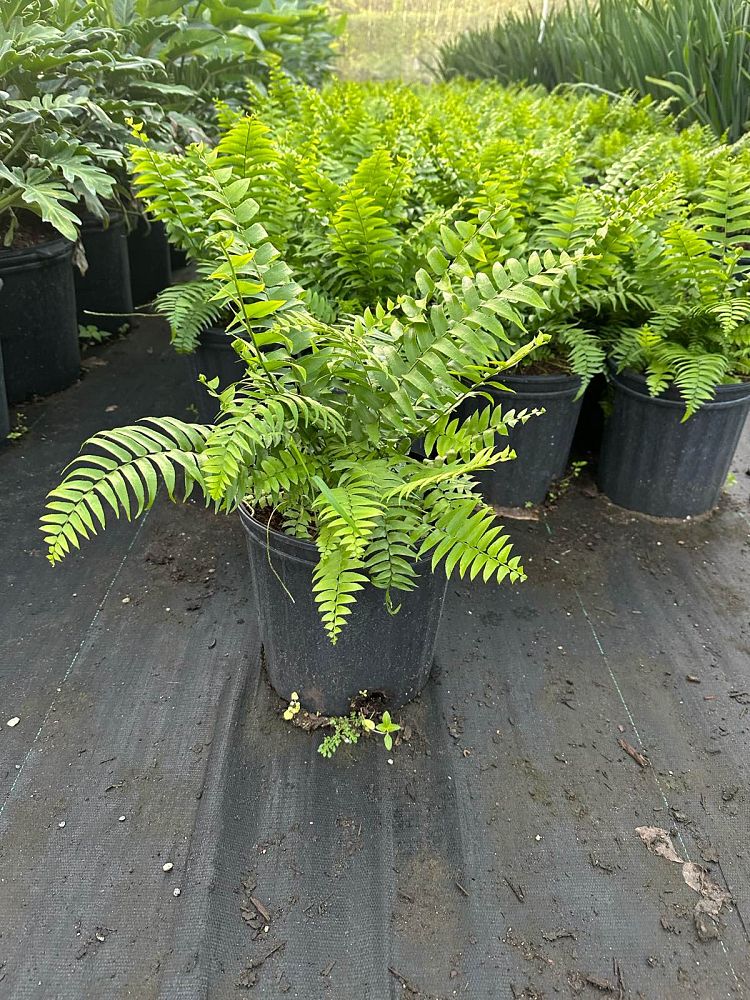 nephrolepis-biserrata-macho-giant-sword-fern-macho-fern