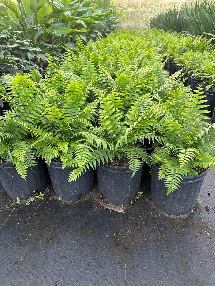 nephrolepis-biserrata-macho-giant-sword-fern-macho-fern