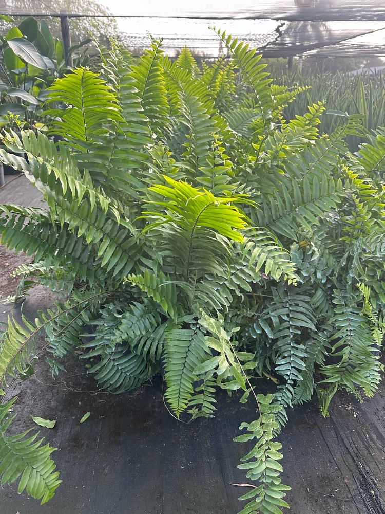 nephrolepis-biserrata-macho-giant-sword-fern-macho-fern