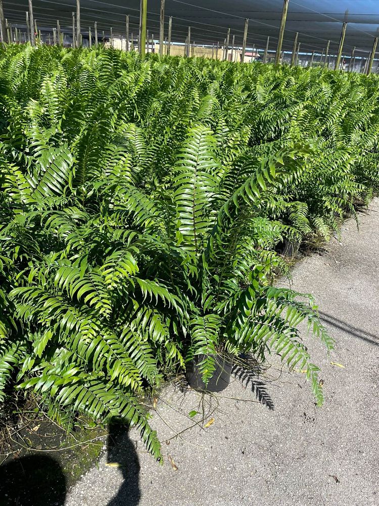 nephrolepis-biserrata-macho-giant-sword-fern-macho-fern