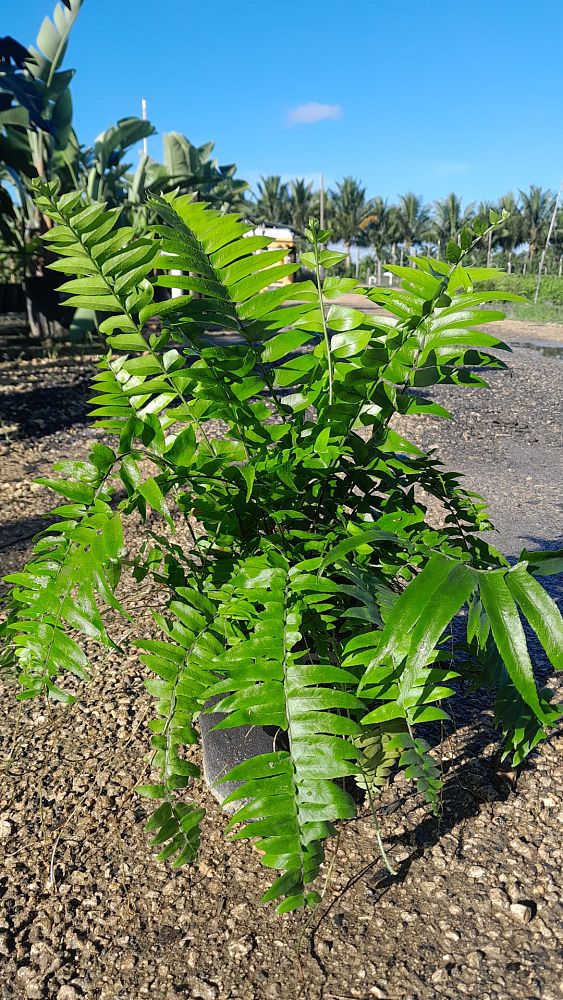 nephrolepis-biserrata-macho-giant-sword-fern-macho-fern