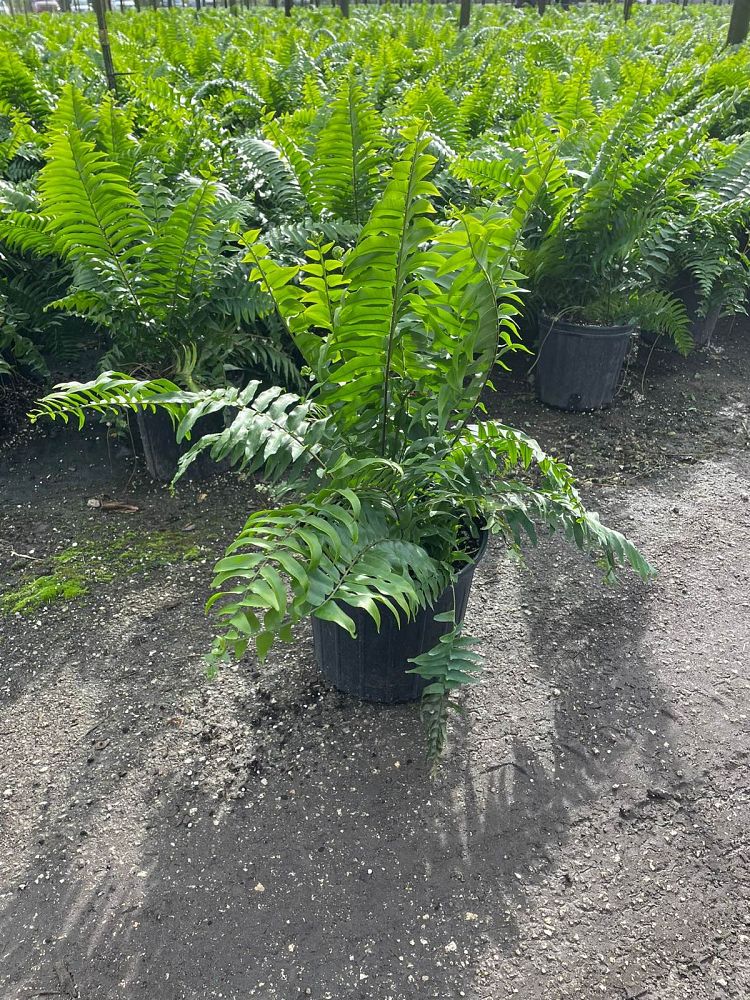 nephrolepis-biserrata-macho-giant-sword-fern-macho-fern