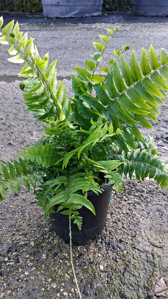 nephrolepis-biserrata-macho-giant-sword-fern-macho-fern