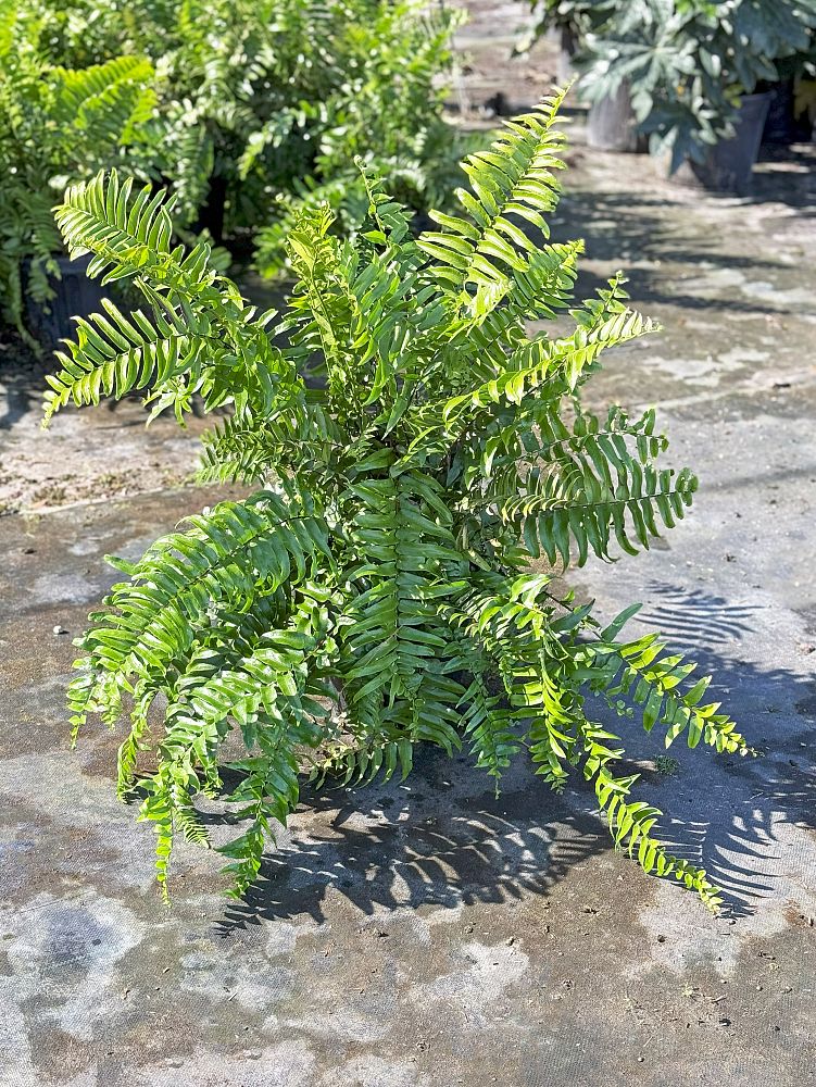 nephrolepis-biserrata-macho-giant-sword-fern-macho-fern