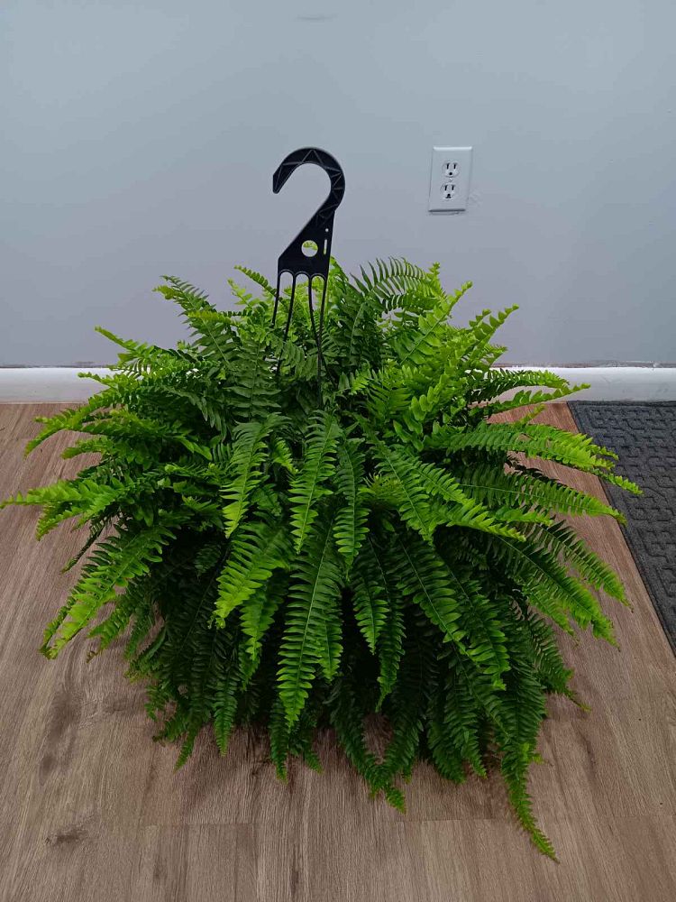 nephrolepis-exaltata-boston-fern