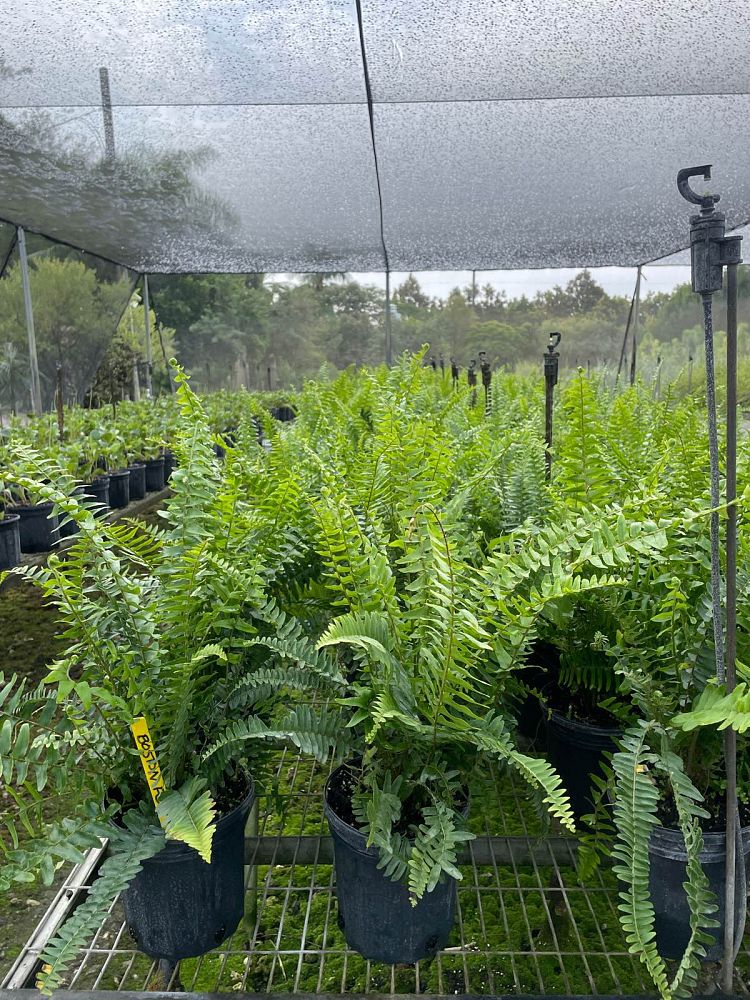 nephrolepis-exaltata-boston-fern