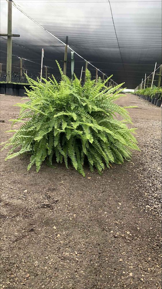 nephrolepis-exaltata-boston-fern