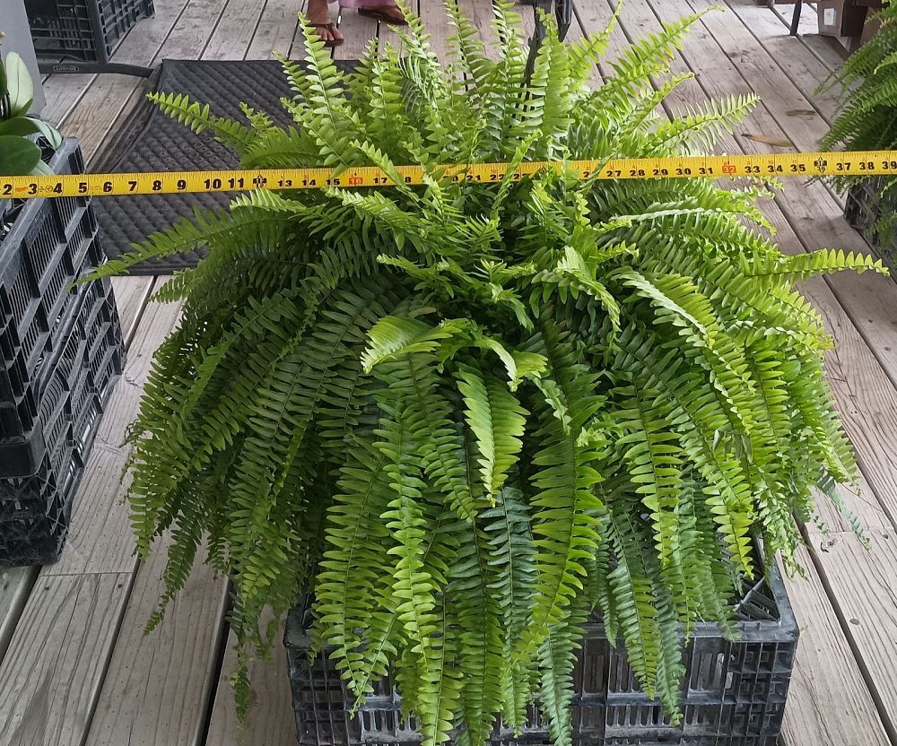 nephrolepis-exaltata-boston-fern