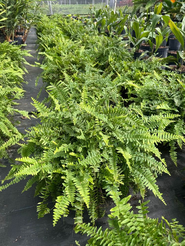 nephrolepis-exaltata-boston-fern