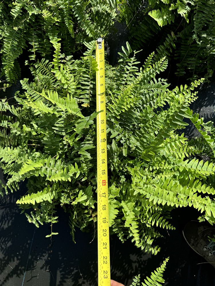 nephrolepis-exaltata-boston-fern