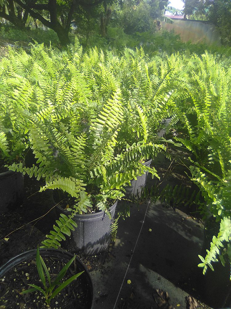 nephrolepis-exaltata-boston-fern