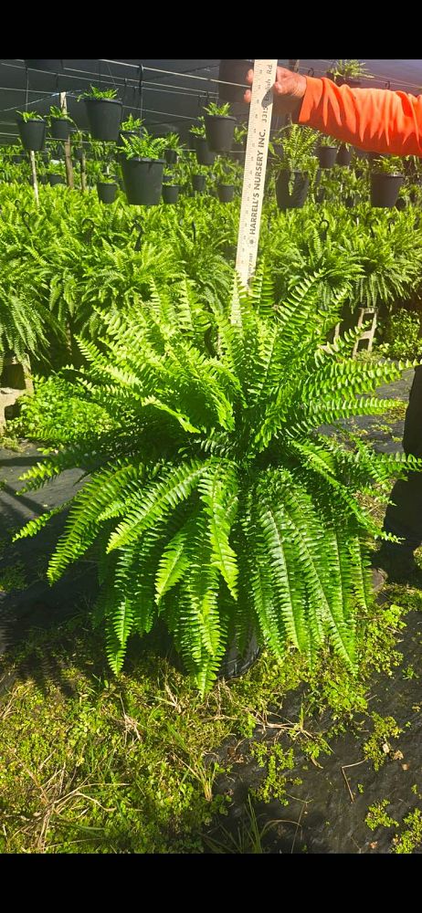 nephrolepis-exaltata-boston-fern